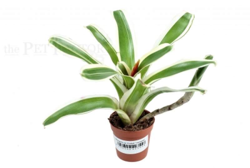 Neoregelia var. Fireball "variegata"
